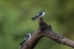 DPPhotography - Pantanal - White-winged swallow - C