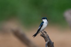 DPPhotography - Pantanal - White-winged swallow - E