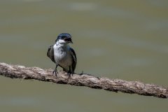 DPPhotography - Pantanal - White-winged swallow - F