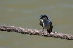 DPPhotography - Pantanal - White-winged swallow - G