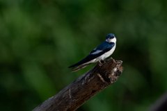 DPPhotography - Pantanal - White-winged swallow - H