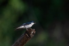 DPPhotography - Pantanal - White-winged swallow - I