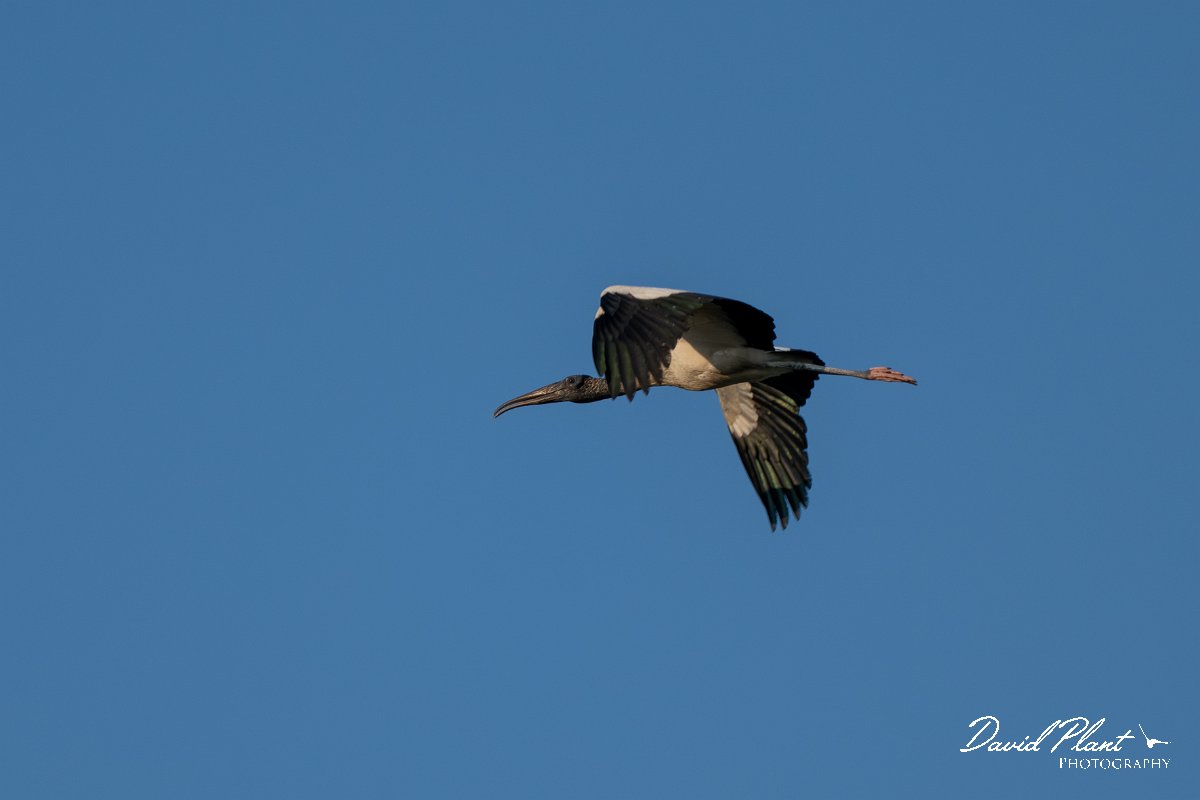DPPhotography - Pantanal - Wood stork - A.jpg - Wood stork - Transpantaneira, Brazil