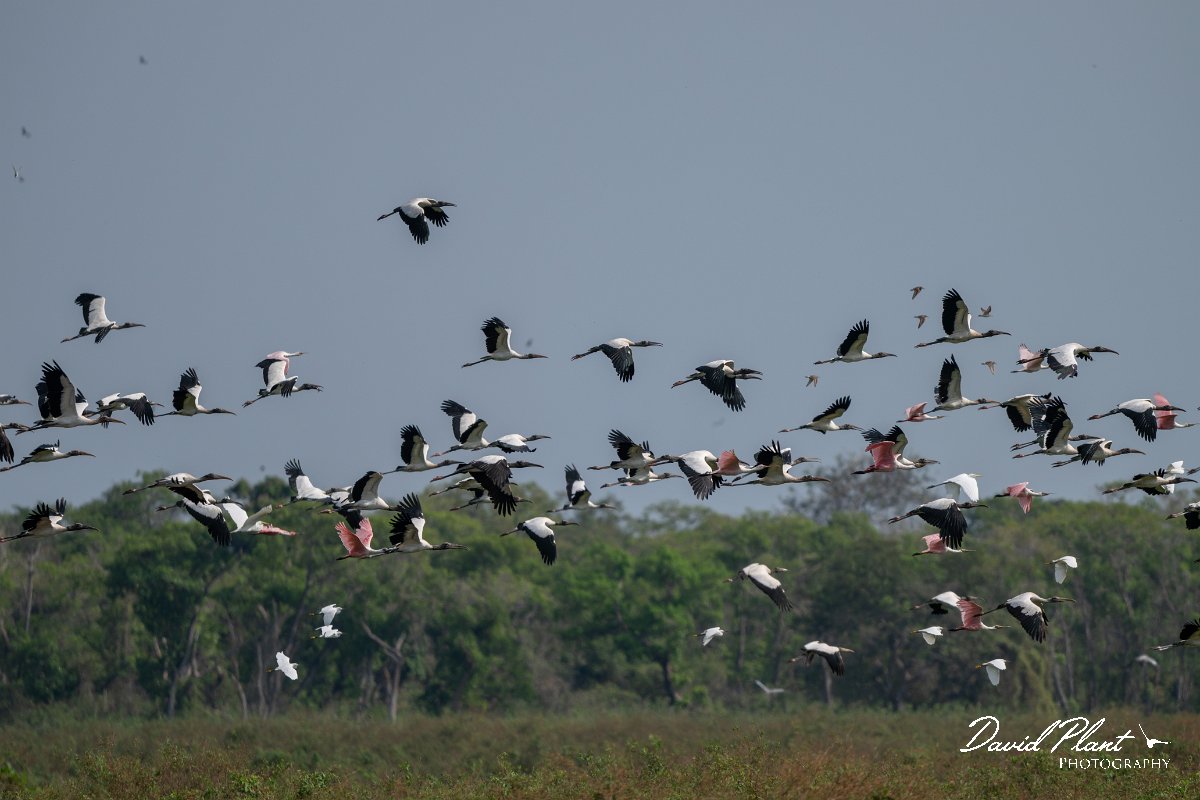 DPPhotography - Pantanal - Wood stork - B.jpg - Wood stork - Transpantaneira, Brazil