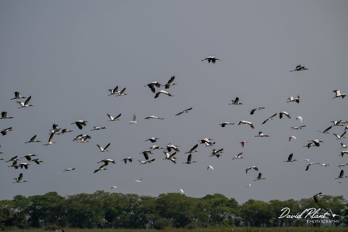 DPPhotography - Pantanal - Wood stork - C.jpg - Wood stork - Transpantaneira, Brazil