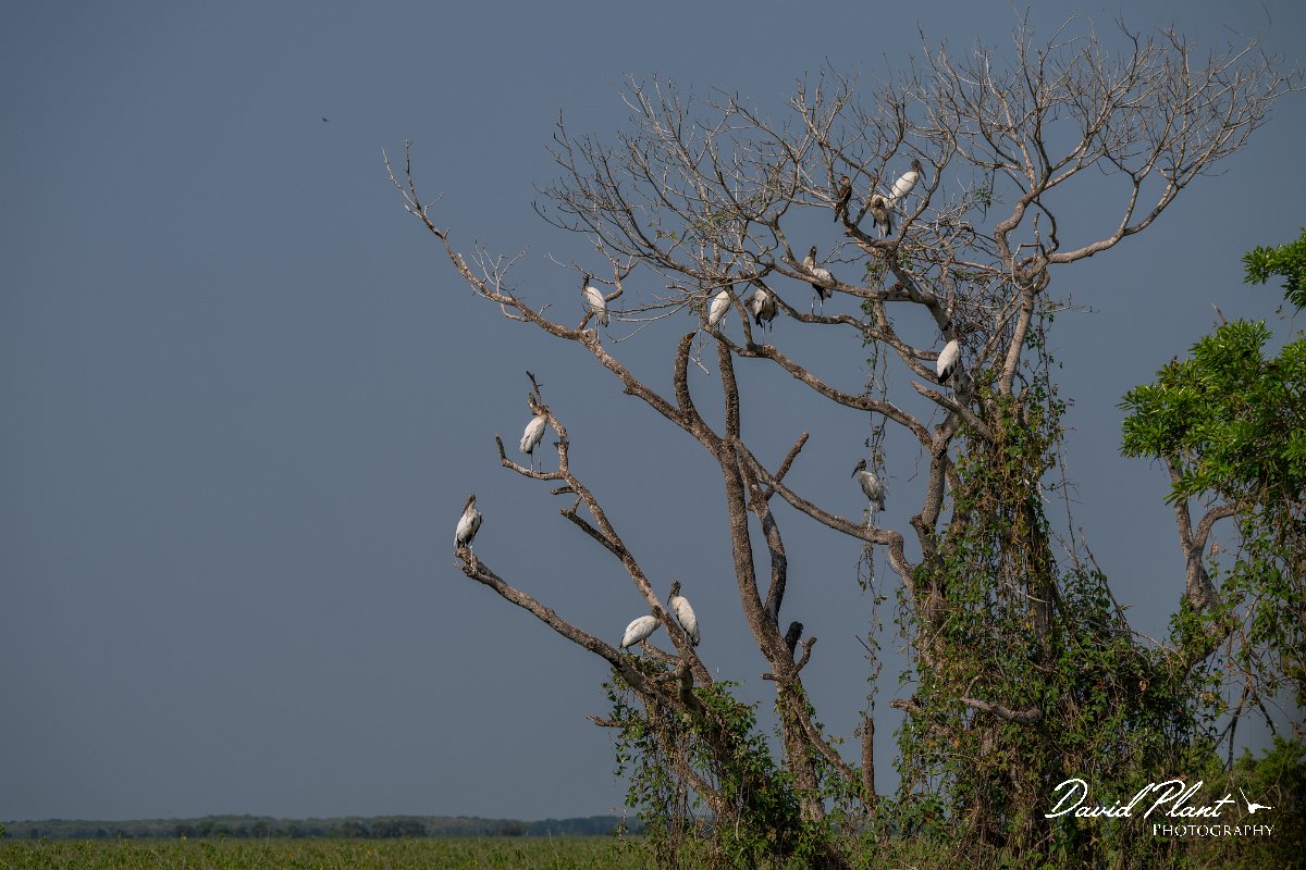 DPPhotography - Pantanal - Wood stork - D.jpg - Wood stork - Transpantaneira, Brazil