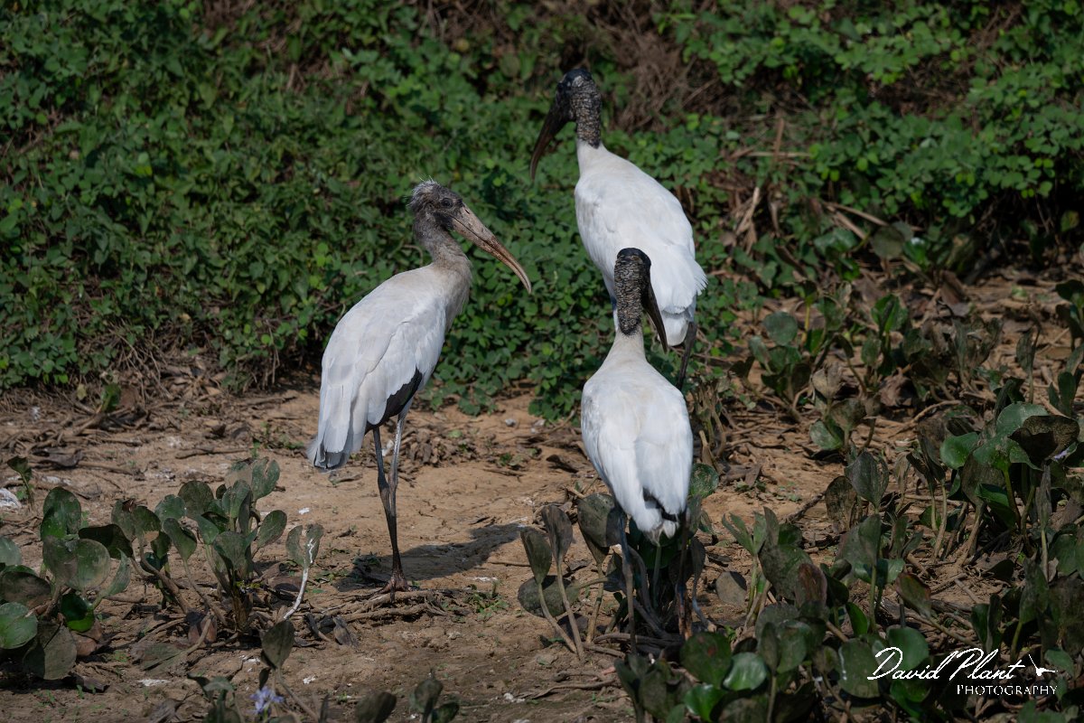 DPPhotography - Pantanal - Wood stork - E.jpg - Wood stork - Transpantaneira, Brazil