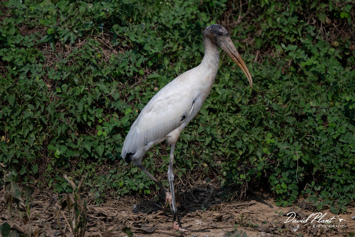 DPPhotography - Pantanal - Wood stork - F.jpg - Wood stork - Transpantaneira, Brazil