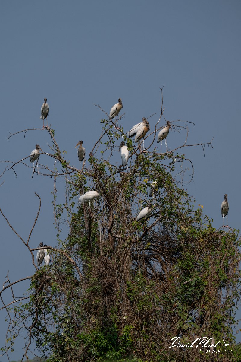 DPPhotography - Pantanal - Wood stork - G.jpg - Wood stork - Transpantaneira, Brazil