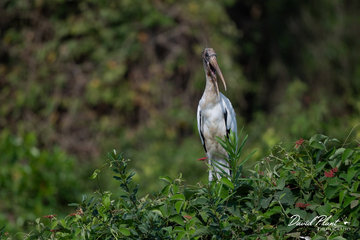 DPPhotography - Pantanal - Wood stork - H.jpg - Wood stork - Transpantaneira, Brazil