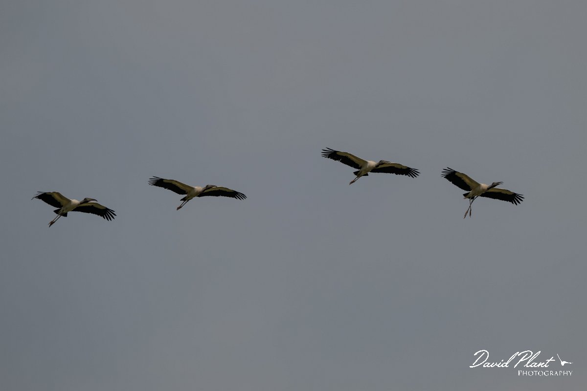 DPPhotography - Pantanal - Wood stork - J.jpg - Wood stork - Transpantaneira, Brazil