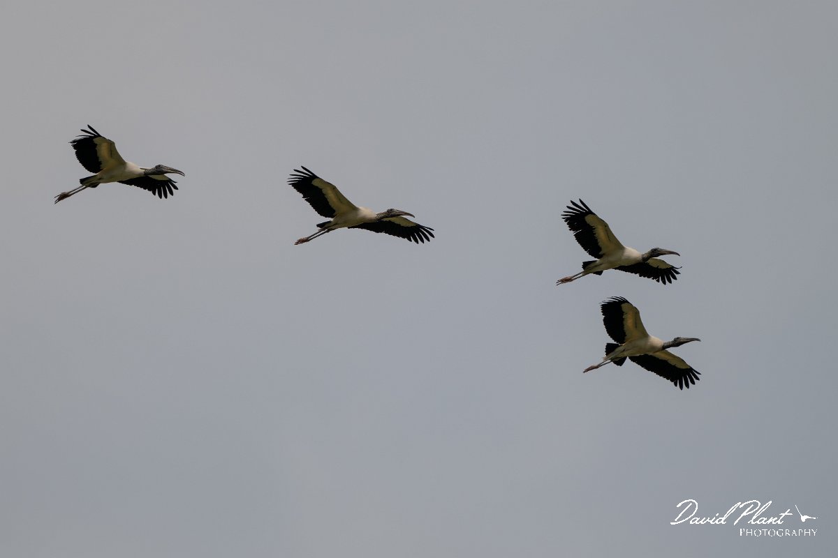 DPPhotography - Pantanal - Wood stork - K.jpg - Wood stork - Transpantaneira, Brazil