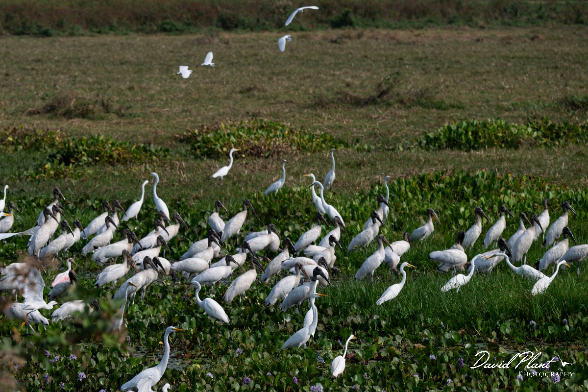 DPPhotography - Pantanal - Wood stork - L.jpg - Wood stork - Transpantaneira, Brazil