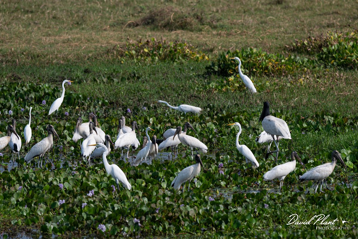 DPPhotography - Pantanal - Wood stork - M.jpg - Wood stork - Transpantaneira, Brazil
