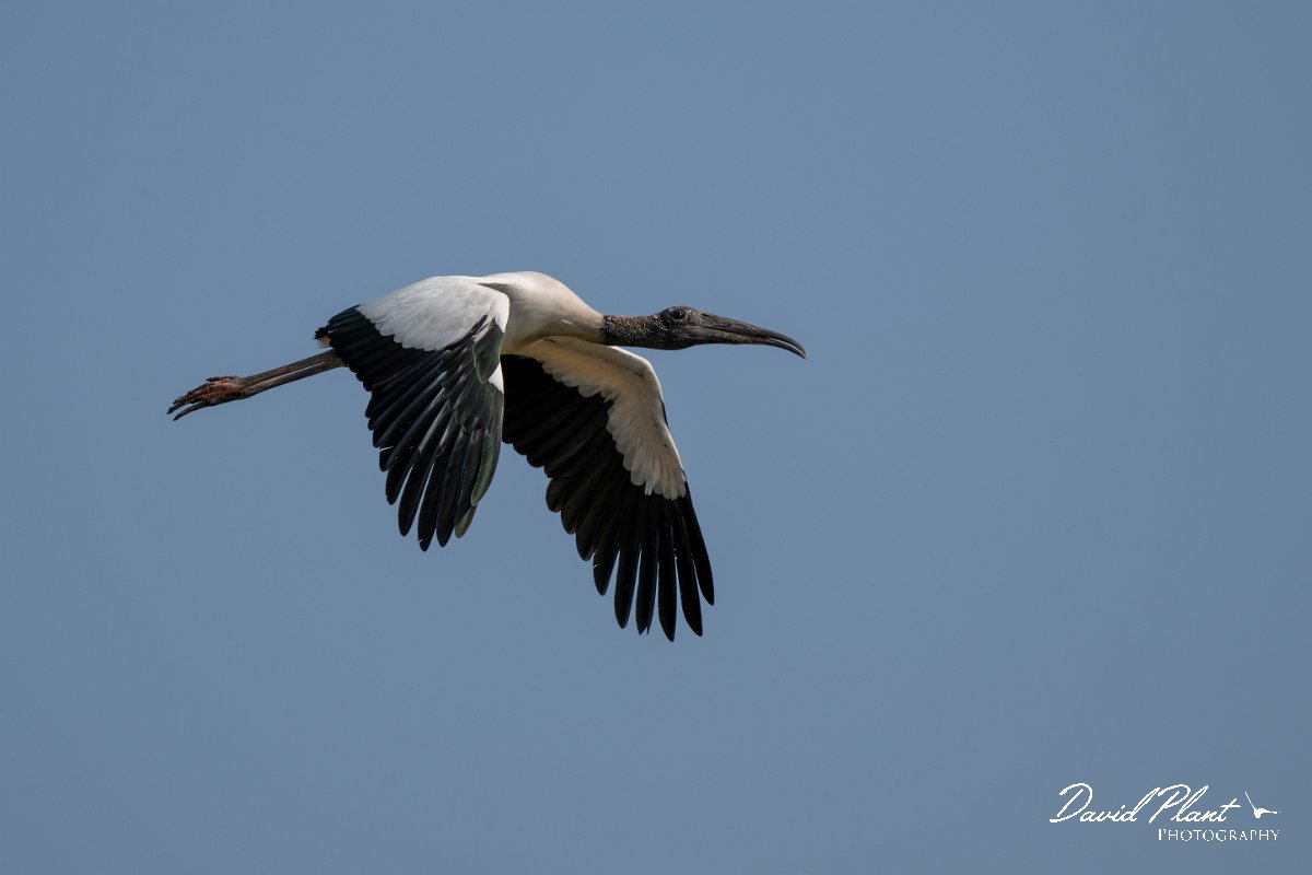 DPPhotography - Pantanal - Wood stork - N.jpg - Wood stork - Transpantaneira, Brazil