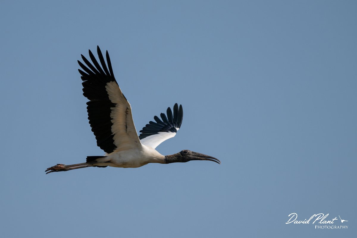 DPPhotography - Pantanal - Wood stork - O.jpg - Wood stork - Transpantaneira, Brazil