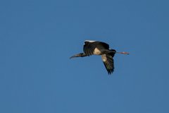 DPPhotography - Pantanal - Wood stork - A