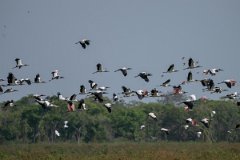 DPPhotography - Pantanal - Wood stork - B