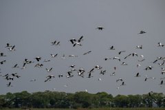 DPPhotography - Pantanal - Wood stork - C