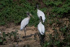 DPPhotography - Pantanal - Wood stork - E