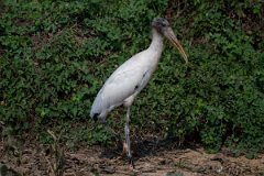 DPPhotography - Pantanal - Wood stork - F