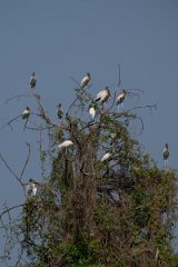 DPPhotography - Pantanal - Wood stork - G