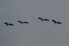 DPPhotography - Pantanal - Wood stork - J