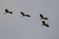 DPPhotography - Pantanal - Wood stork - K