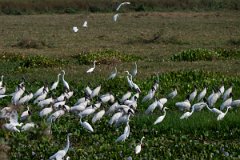 DPPhotography - Pantanal - Wood stork - L