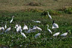 DPPhotography - Pantanal - Wood stork - M