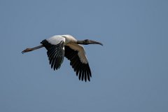 DPPhotography - Pantanal - Wood stork - N