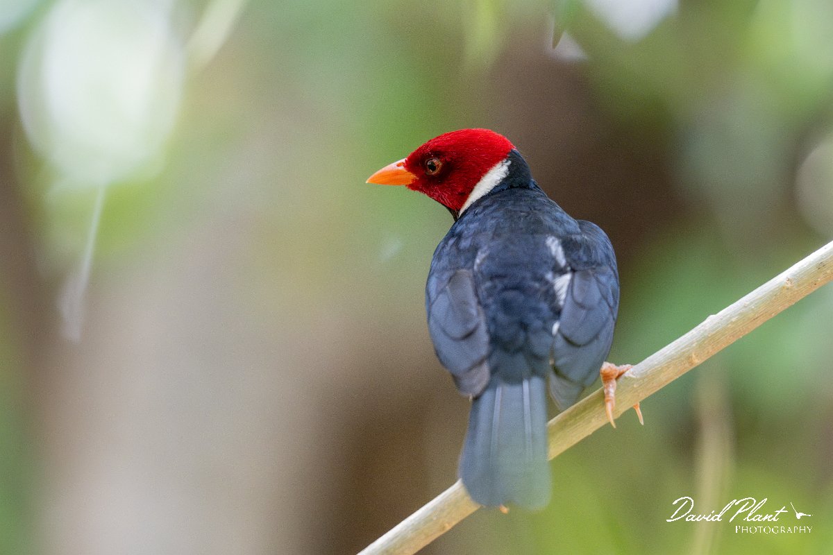 DPPhotography - Pantanal - Yellow-billed cardinal - A.jpg - Yellow-billed cardinal - Pantanal, Brazil
