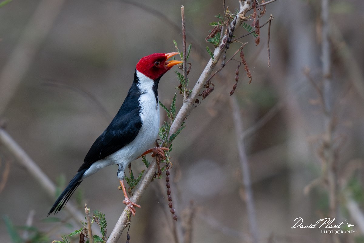 DPPhotography - Pantanal - Yellow-billed cardinal - B.jpg - Yellow-billed cardinal - Pantanal, Brazil