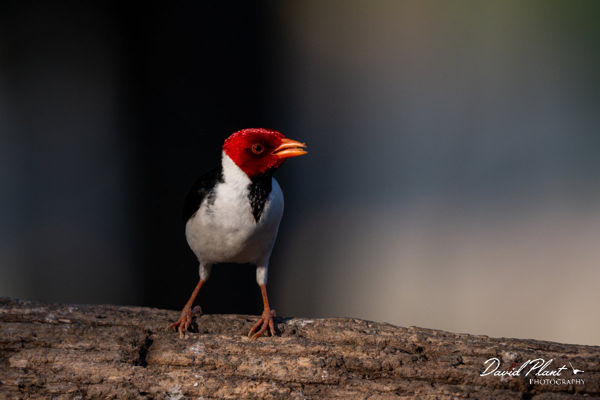 DPPhotography - Pantanal - Yellow-billed cardinal - D.jpg - Yellow-billed cardinal - Pantanal, Brazil