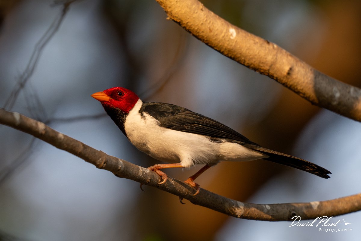 DPPhotography - Pantanal - Yellow-billed cardinal - E.jpg - Yellow-billed cardinal - Pantanal, Brazil