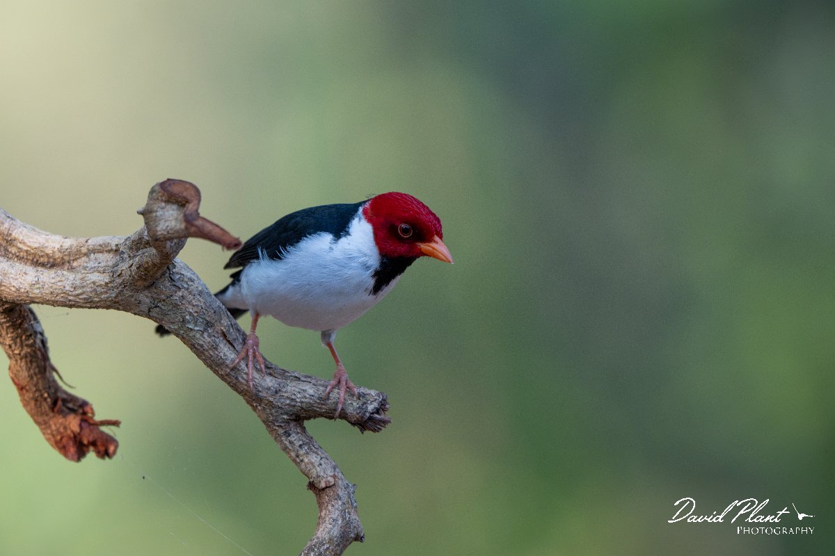 DPPhotography - Pantanal - Yellow-billed cardinal - F.jpg - Yellow-billed cardinal - Pantanal, Brazil