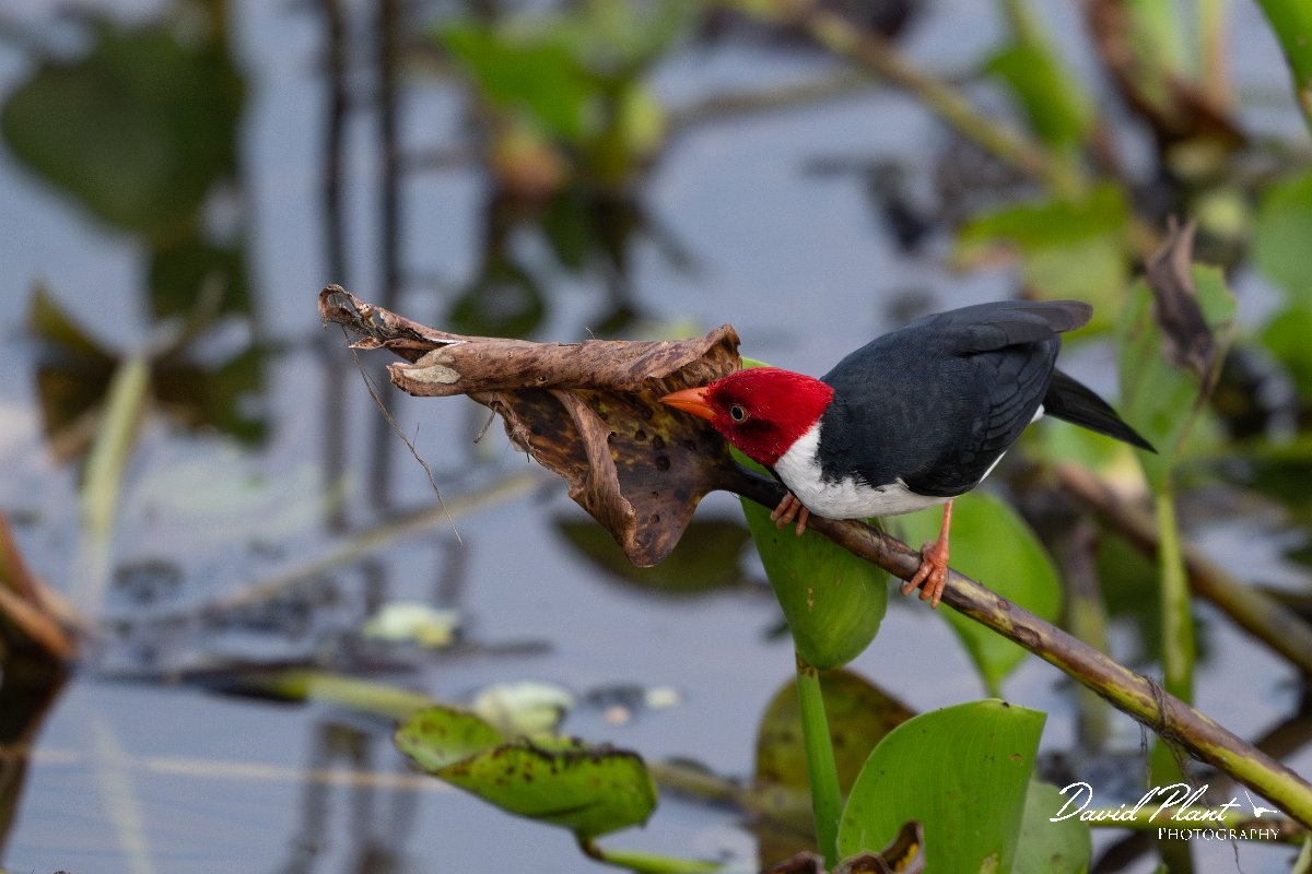 DPPhotography - Pantanal - Yellow-billed cardinal - G.jpg - Yellow-billed cardinal - Pantanal, Brazil