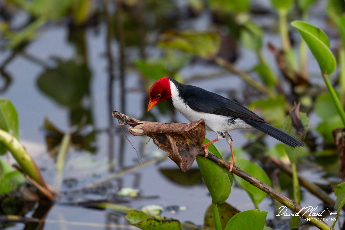 DPPhotography - Pantanal - Yellow-billed cardinal - H.jpg - Yellow-billed cardinal - Pantanal, Brazil