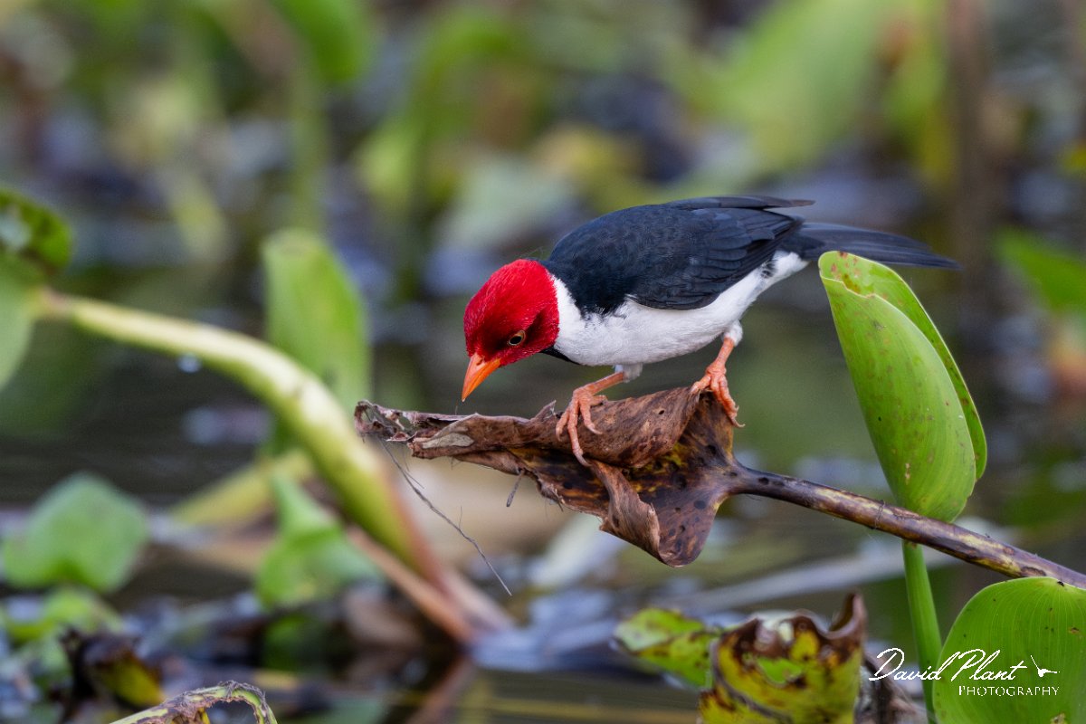 DPPhotography - Pantanal - Yellow-billed cardinal - J.jpg - Yellow-billed cardinal - Pantanal, Brazil