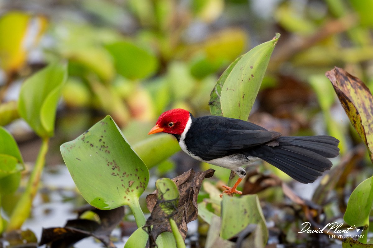DPPhotography - Pantanal - Yellow-billed cardinal - K.jpg - Yellow-billed cardinal - Pantanal, Brazil