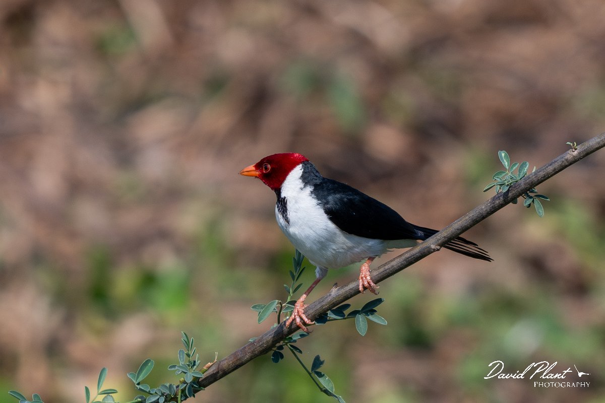 DPPhotography - Pantanal - Yellow-billed cardinal - L.jpg - Yellow-billed cardinal - Pantanal, Brazil