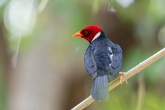 DPPhotography - Pantanal - Yellow-billed cardinal - A