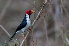 DPPhotography - Pantanal - Yellow-billed cardinal - B
