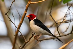 DPPhotography - Pantanal - Yellow-billed cardinal - C