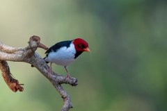 DPPhotography - Pantanal - Yellow-billed cardinal - F