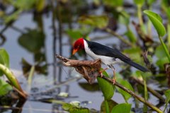 DPPhotography - Pantanal - Yellow-billed cardinal - H