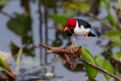 DPPhotography - Pantanal - Yellow-billed cardinal - I