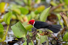 DPPhotography - Pantanal - Yellow-billed cardinal - K