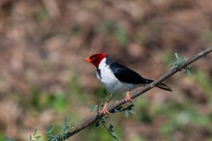 DPPhotography - Pantanal - Yellow-billed cardinal - L