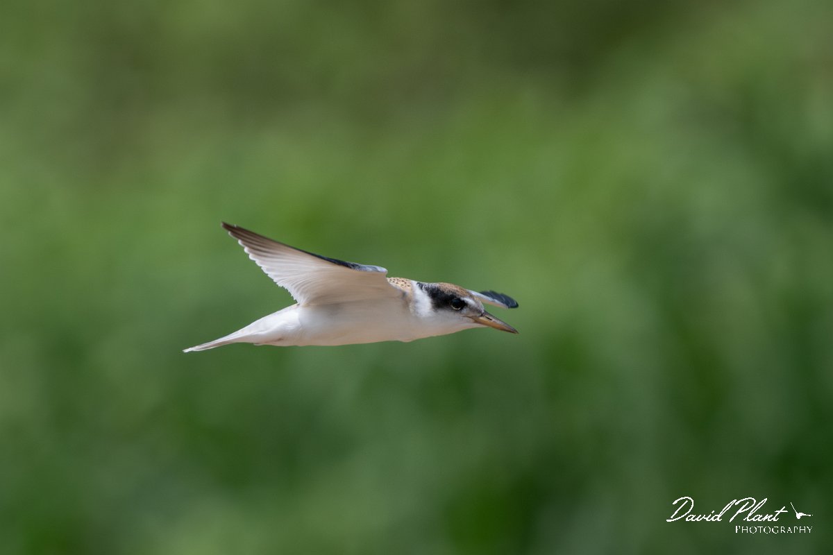 DPPhotography - Pantanal - Yellow-billed tern - A.jpg - Yellow-billed tern - Pantanal, Brazil